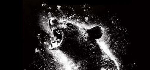 Recorte de la carátula de la película de serie B Oso Vicioso (Cocaine bear). Es una imagen en blanco y negro. Sobre un fondo completamente negro, en un blanco muy contrastado, un busto de un oso negro rugiendo en medio de una explosión de polvos blancos.