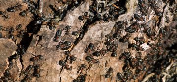 Fotografía de un gran enjambre de hormigas de abdomen negro, tórax ocre y cabeza negra, mientras parecen trabajar sobre un enorme tronco de corcho. La fotografía es de Martin Vorel, de https://martinvorel.com/, y sirve para ilustrar el artículo de enjambres de abejas y hormigas para Aventuras en la Marca del Este.