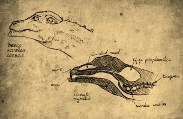 Ilustración donde se muestran dos vistas laterales de la cabeza y cuello de un dragón. Una es exterior. La otra es una sección longitudinal que muestra las diferentes partes del aparato fonador y piroexhalador del dragón. Se trata de un extracto de la obra De Natura Draconis.