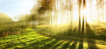 Un paisaje bucólico, en el que un camino serpenteante rodeado de espacios cubiertos de césped, se pierde entre altos árboles por los que se cuelan intensos rayos de luz dorada. Los árboles proyectan sombras sobre la vegetación de un color verde amarillo brillante. Una imagen que representa lo que ha sido el año en retrospectiva del blog.