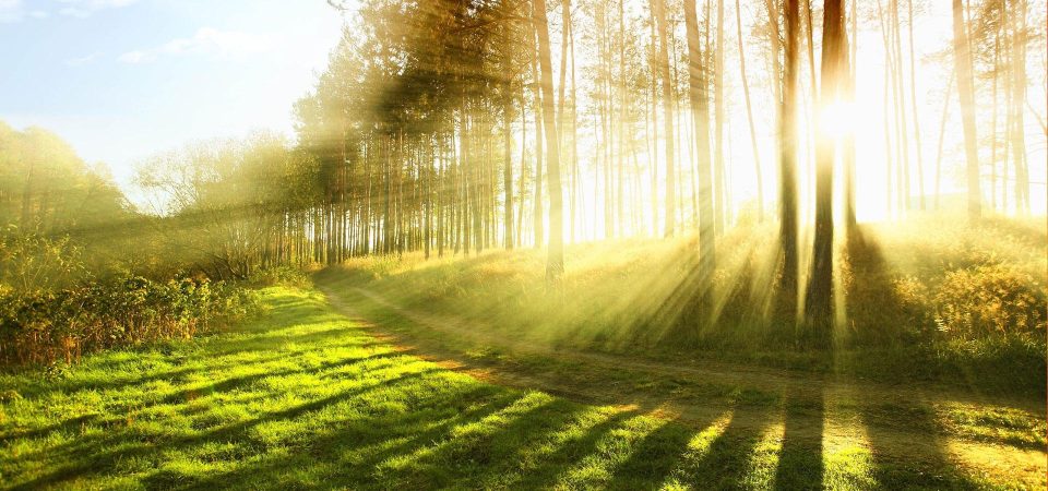 Un paisaje bucólico, en el que un camino serpenteante rodeado de espacios cubiertos de césped, se pierde entre altos árboles por los que se cuelan intensos rayos de luz dorada. Los árboles proyectan sombras sobre la vegetación de un color verde amarillo brillante. Una imagen que representa lo que ha sido el año en retrospectiva del blog.